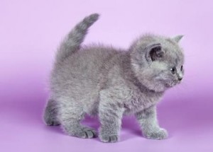 Котенок британец. Котенок голубой британец. Голубые британские котята. Котята голубого окраса              